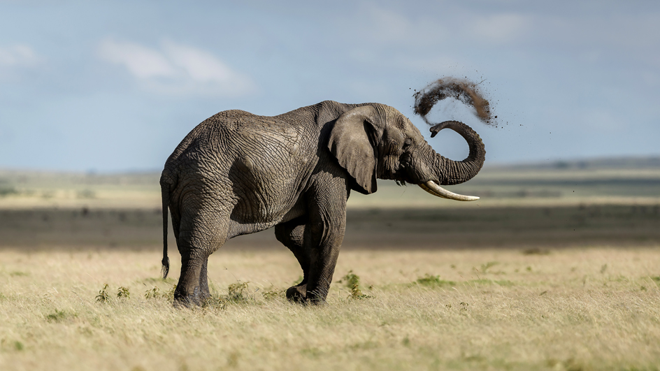 Scene and Heard-elephant