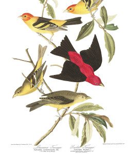 audubon birds painting