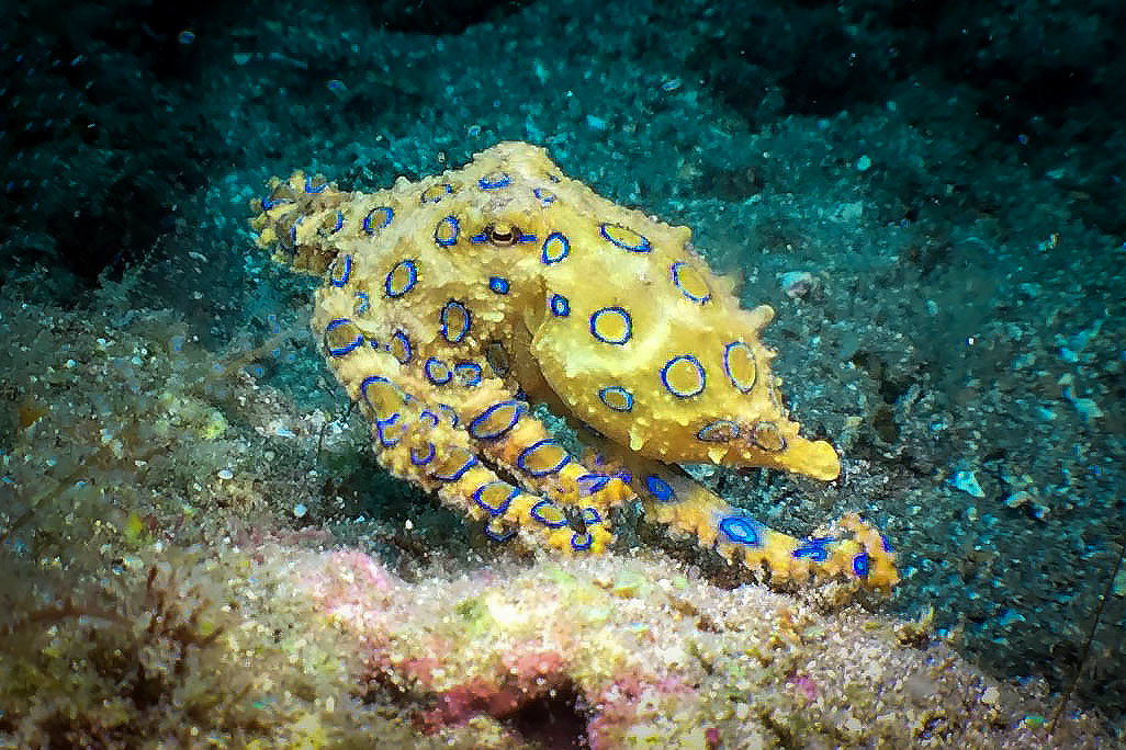 The blue-ringed octopus is one of the ocean’s most interesting and most venomous creatures, and divers from around the world seek to capture its image on camera. (Photo by Kimberly Dawsey Photography)