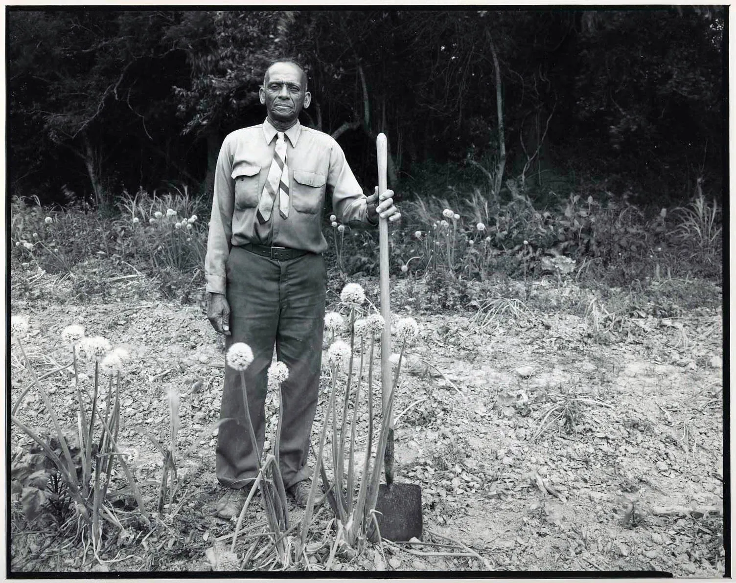 AJ Meek - Mr. Levy in the Onion Field - 20x24 - toned gelatin print