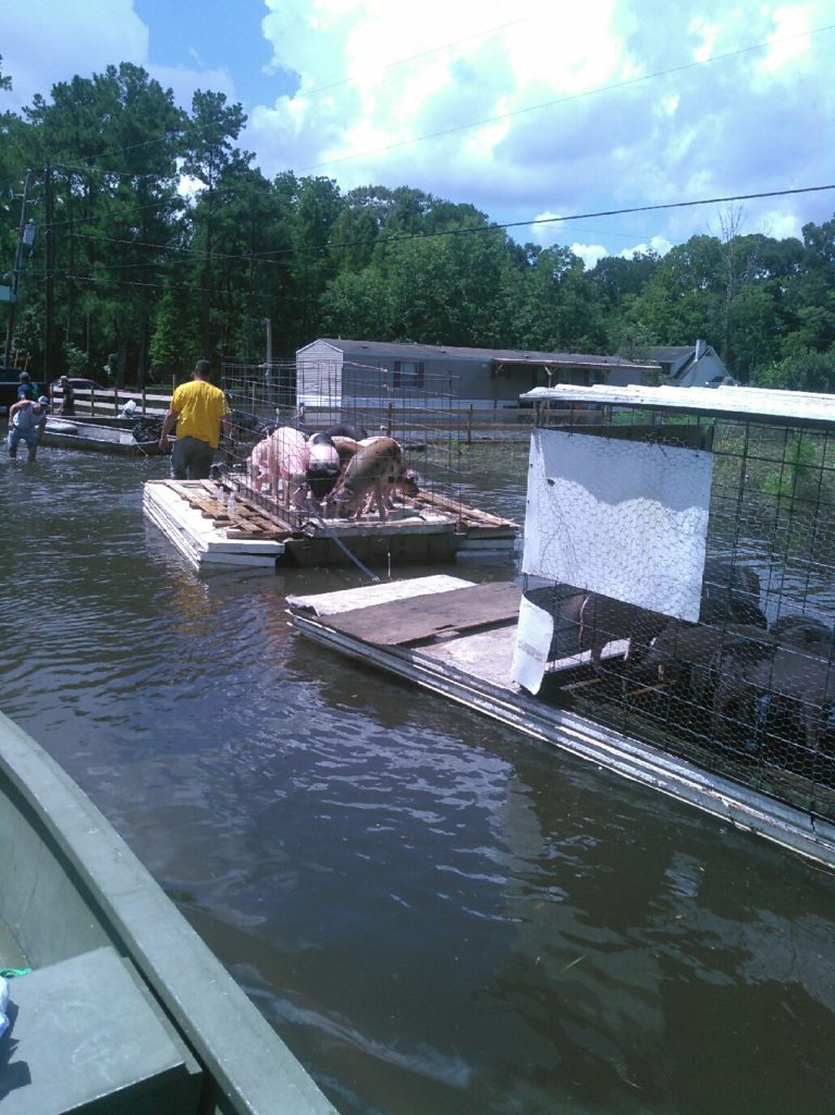 Cajun Navy rescuers saved countless animals as well. This photo was taken by Garrett Tregre, who used a week of vacation time from work to participate in the rescue efforts. "Then afterward, he organized groups to go into homes and demo them," says Justin Cornes of Louisiana Duck Hunters. "He definitely made a huge impact in this time of devastation."