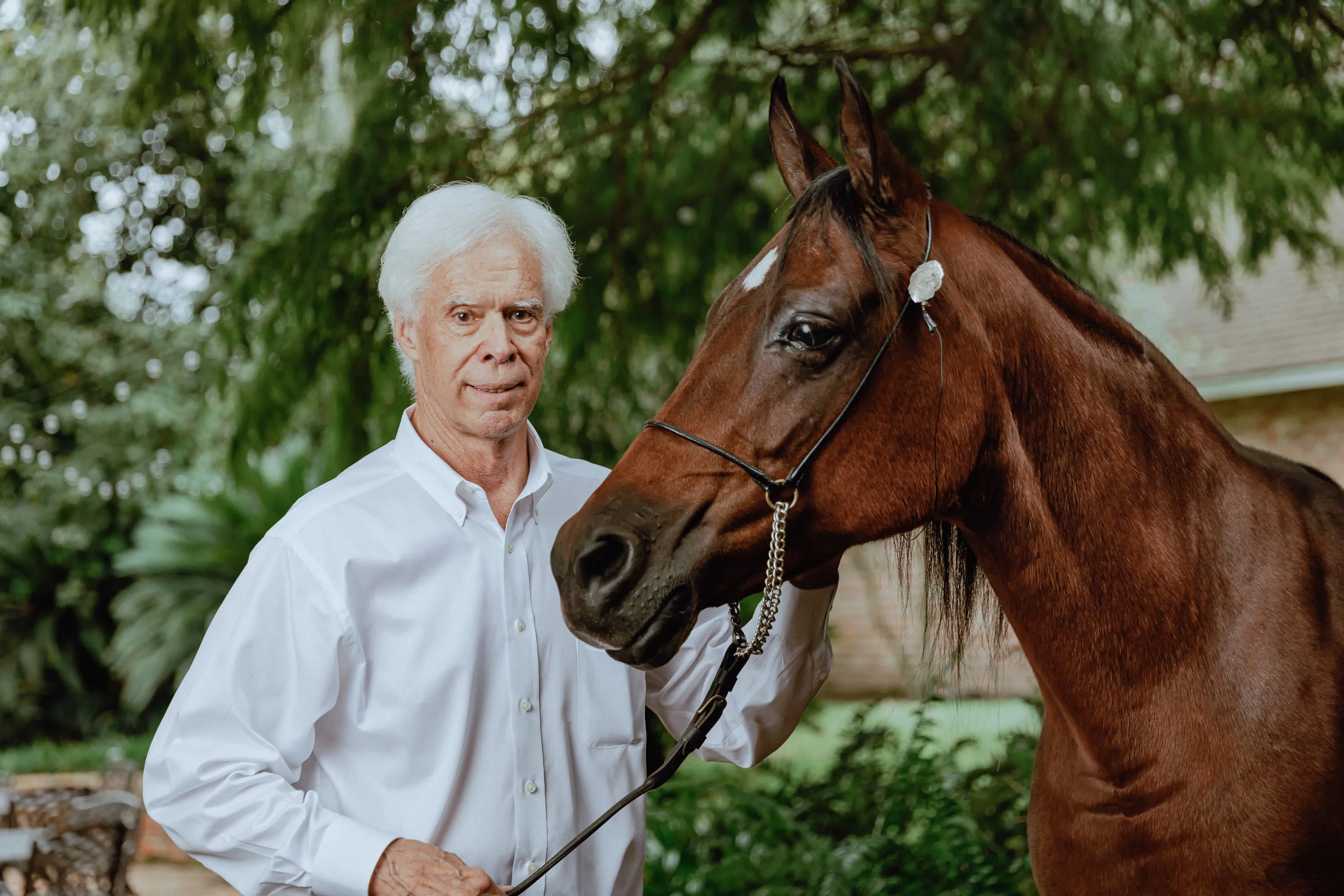 live oak arabians