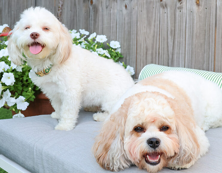 Dog lover Solon Britt is working to give pets the vacation they deserve with his “bed and biscuit” concept