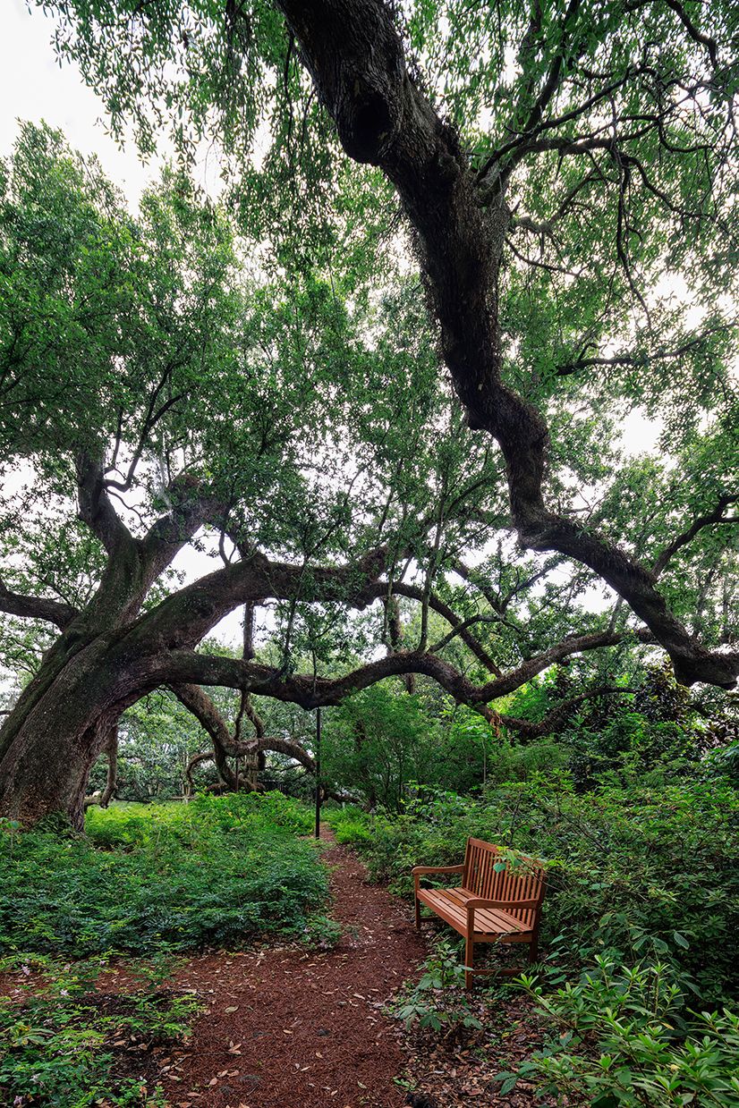 A neighborhood’s namesake live oak trees form the canopy over Wendy and ...