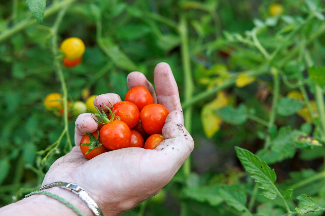 Lee Rouse - Gardening Column