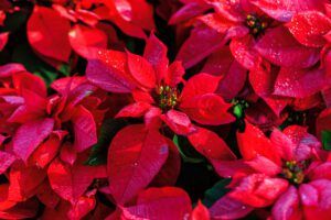 What to do in Baton Rouge this November