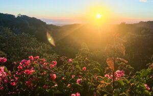 How to bring the tropical flora of Costa Rica to a Baton Rouge backyard