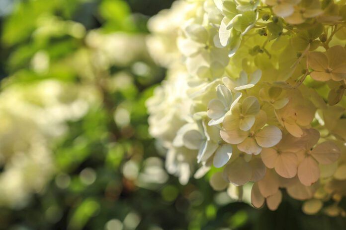 Hydrangea paniculata sort Limelight: hydrangea paniculata blooms on the Bush in the garden in summer