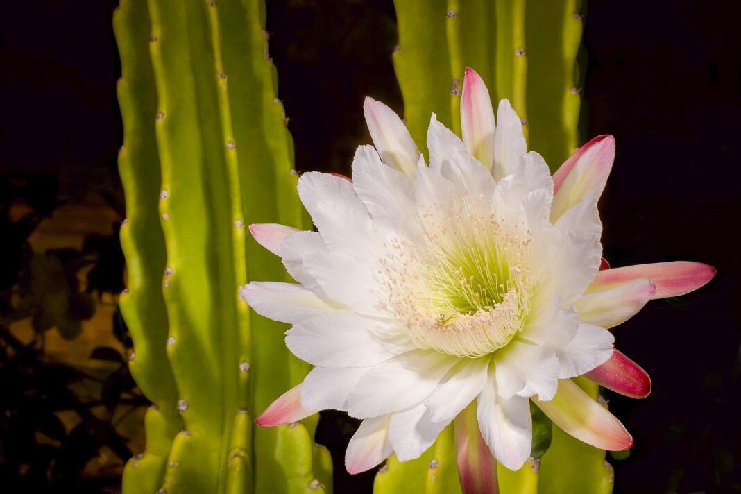 Night blooming cactus