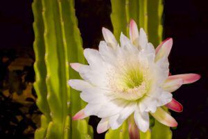 Late Bloomer: Moon gardening creates landscapes that shine in the darkness of night